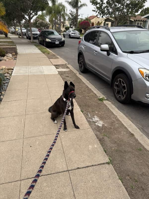 A picture of a black dog named Bowie sitting, taken on June 24 2025 at 7:02 am